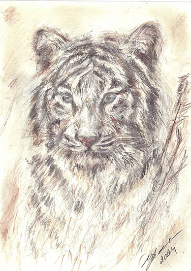 ТигрКарандаш. 2024